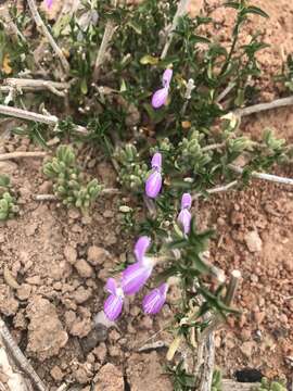 Image of Dicliptera cernua (Nees) J. C. Manning & Goldblatt