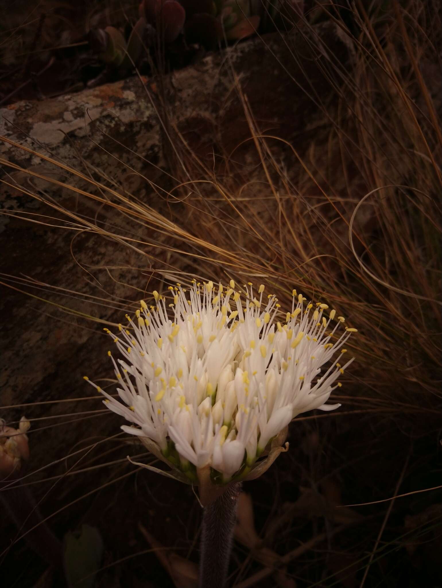 Image of Haemanthus humilis subsp. hirsutus (Baker) Snijman