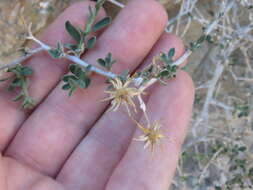 Image of shrubby brickellbush