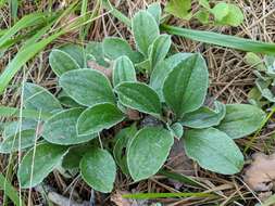 Antennaria parlinii subsp. fallax (Greene) R. J. Bayer & G. L. Stebbins resmi