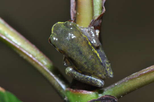 Image of Betsileo Reed Frog