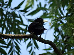 Image of Solitary Black Cacique