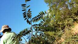 Image of Dupuya madagascariensis