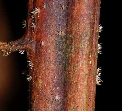 Слика од Hispidula dicksoniae (G. W. Beaton & Weste) P. R. Johnst. 2003