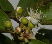 Image of Psidium guyanense Pers.