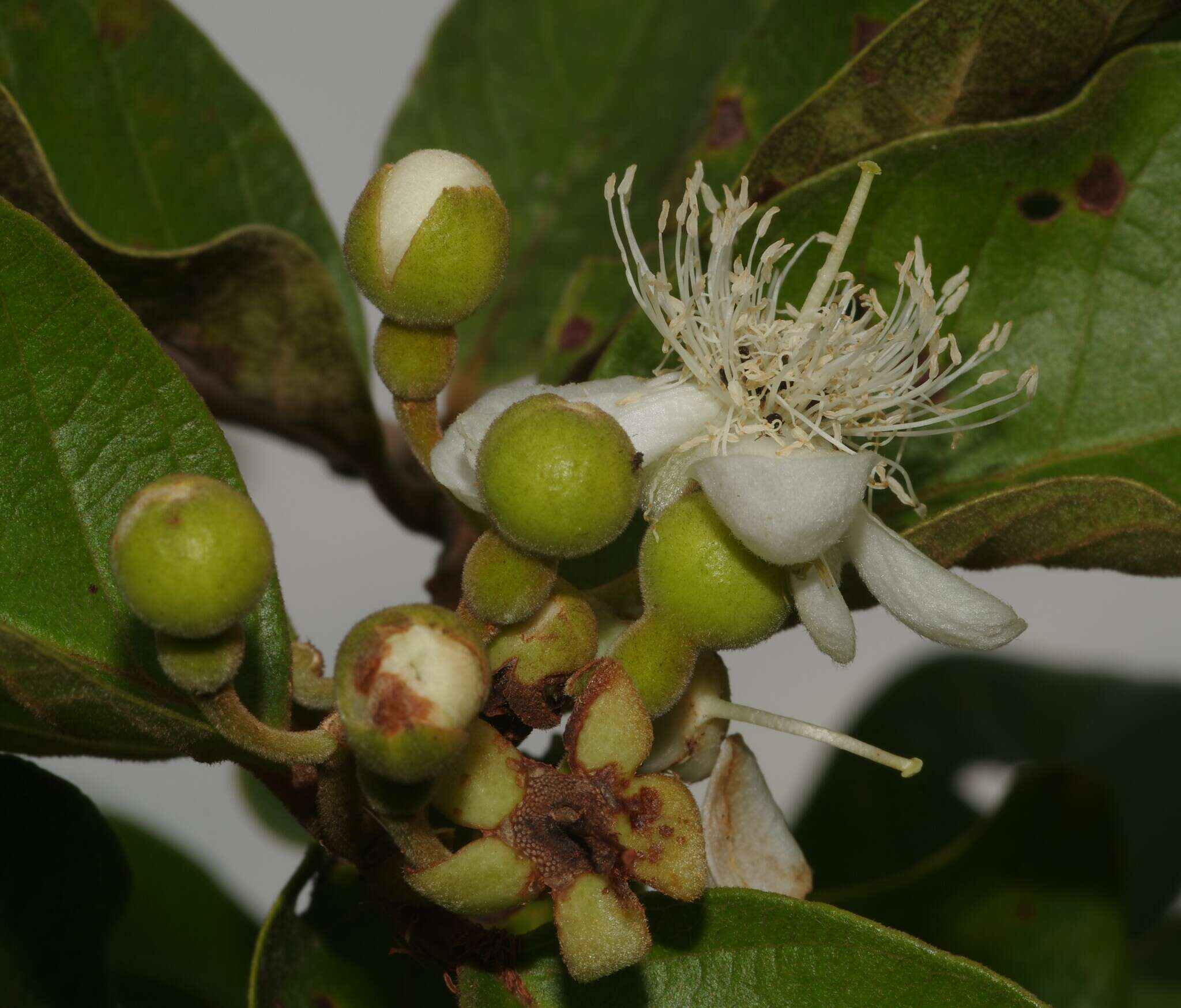 Image of Psidium guyanense Pers.