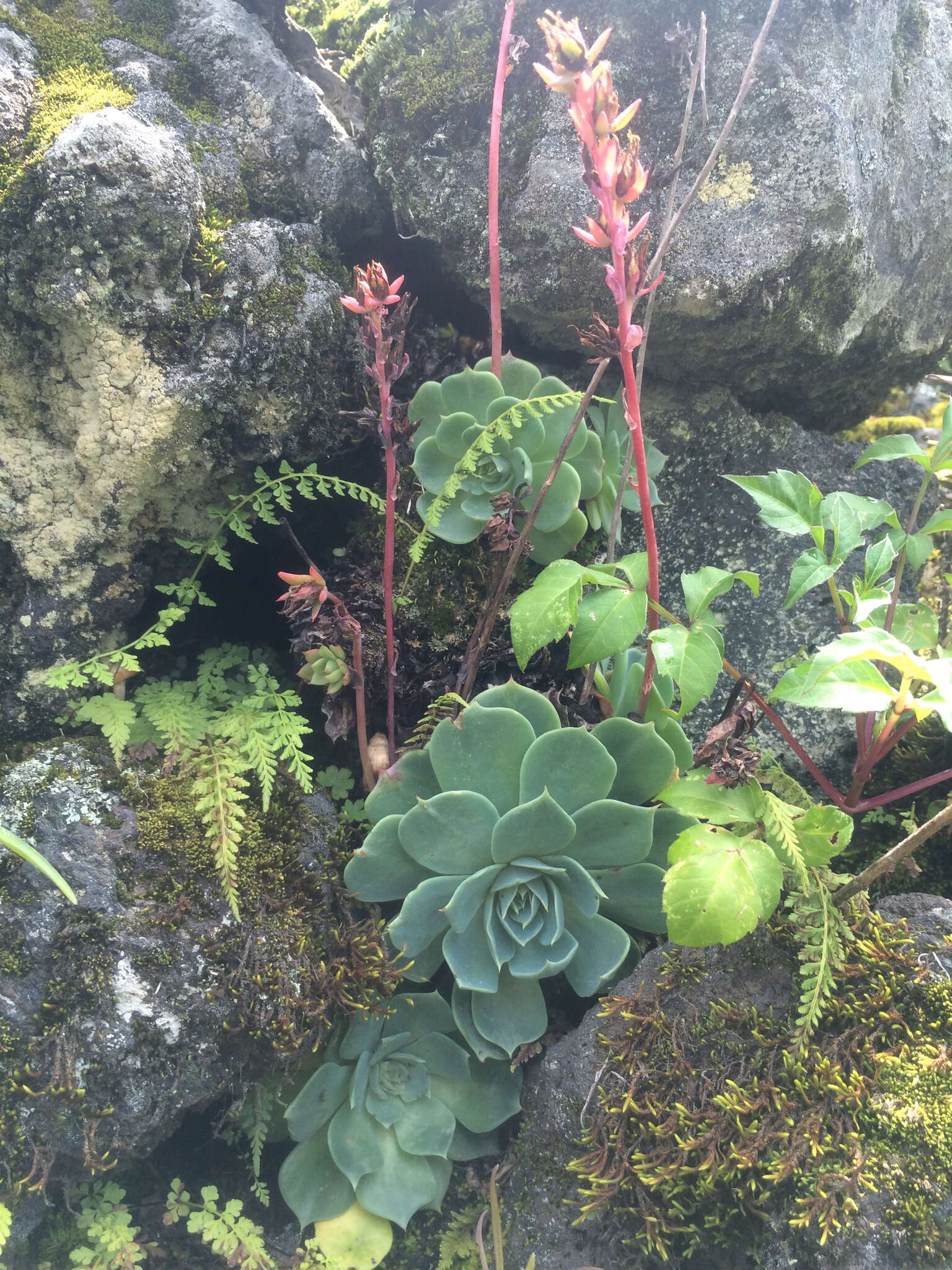 Image of hens and chicks