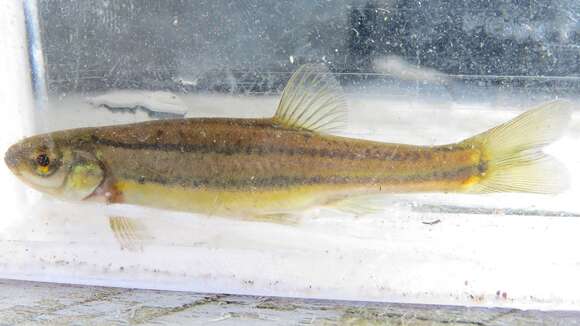 Image of Northern Redbelly Dace