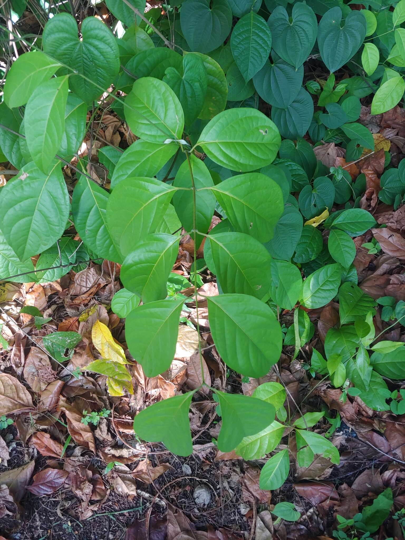 Image de Banisteriopsis caapi (Spruce ex Griseb.) Morton