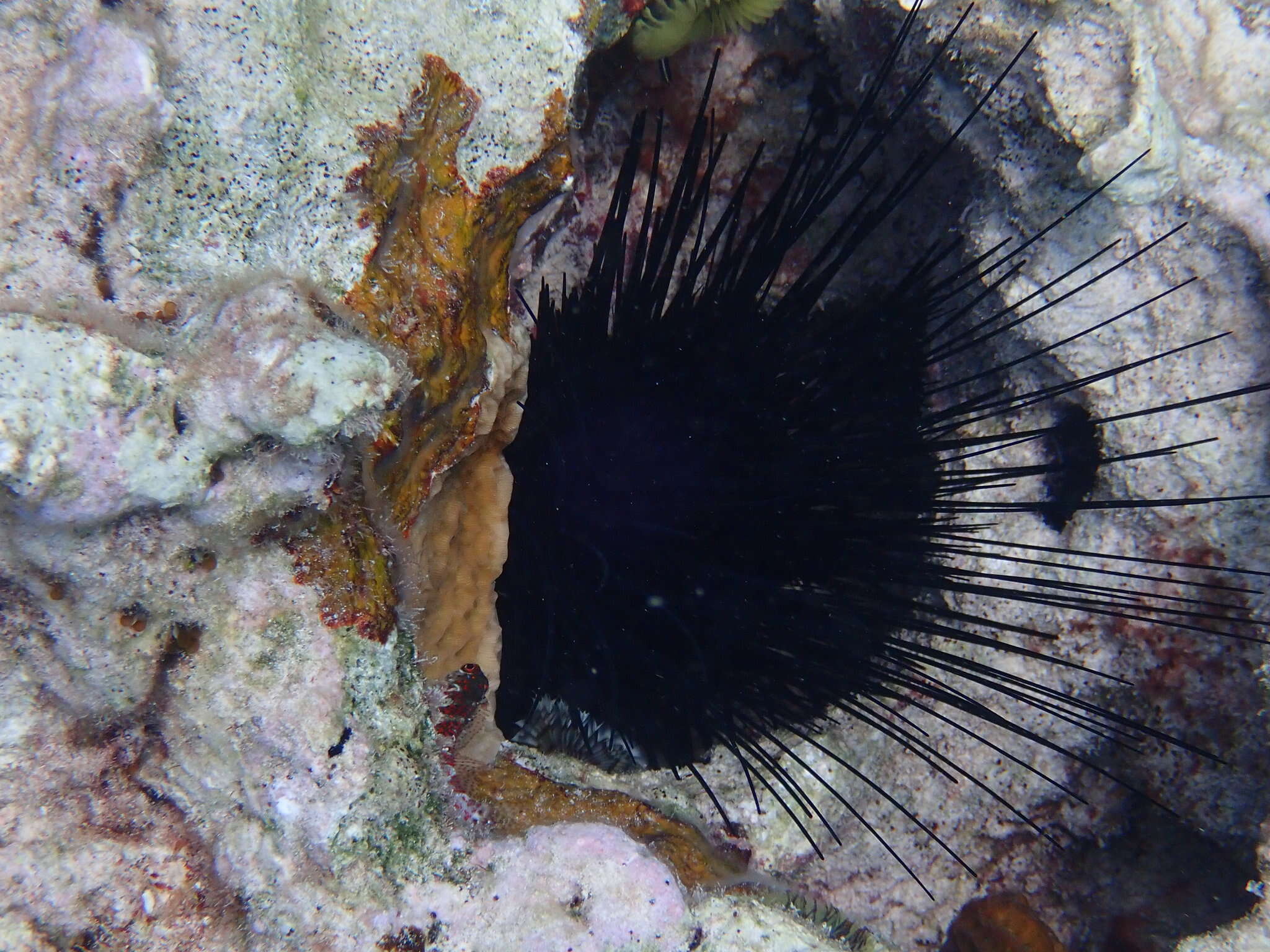 Image of spiny urchin