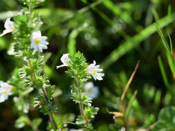 Imagem de Euphrasia officinalis L.