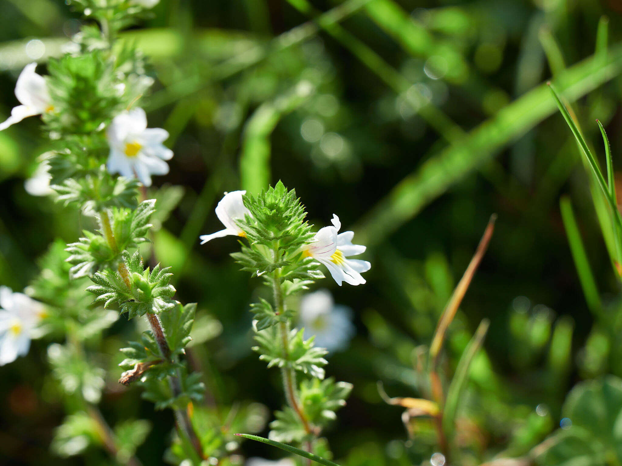 Imagem de Euphrasia officinalis L.