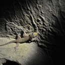 Image of Narrow-tailed Four-clawed Gecko