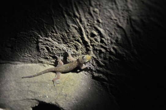 Image of Narrow-tailed Four-clawed Gecko