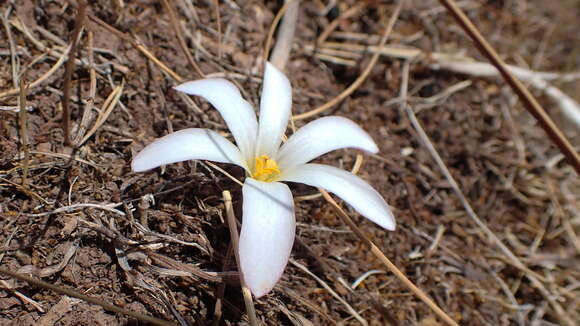 Imagem de Zephyranthes andina (R. E. Fr.) Traub