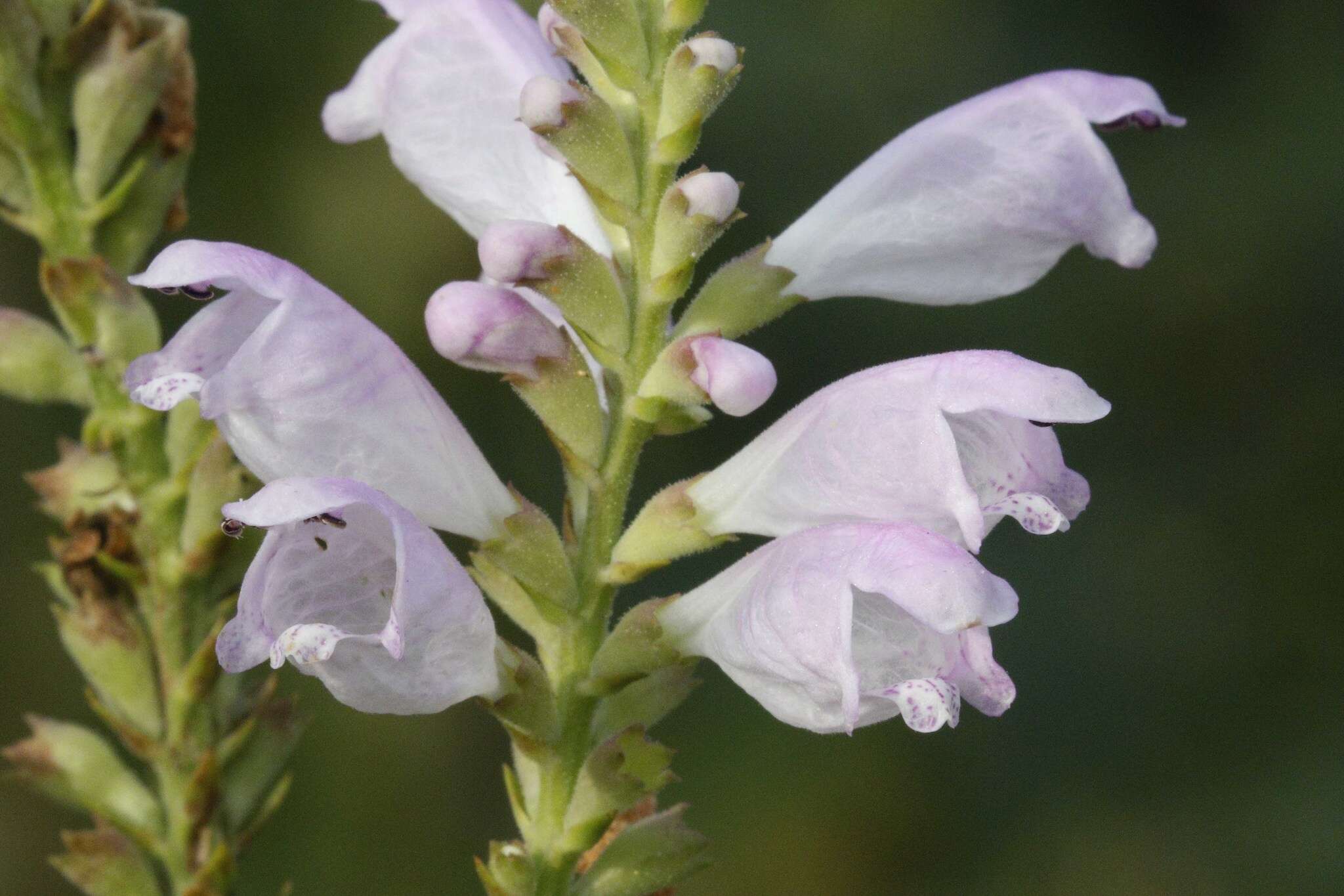 Image of obedient plant