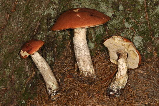 Image of Leccinum piceinum Pilát & Dermek 1974