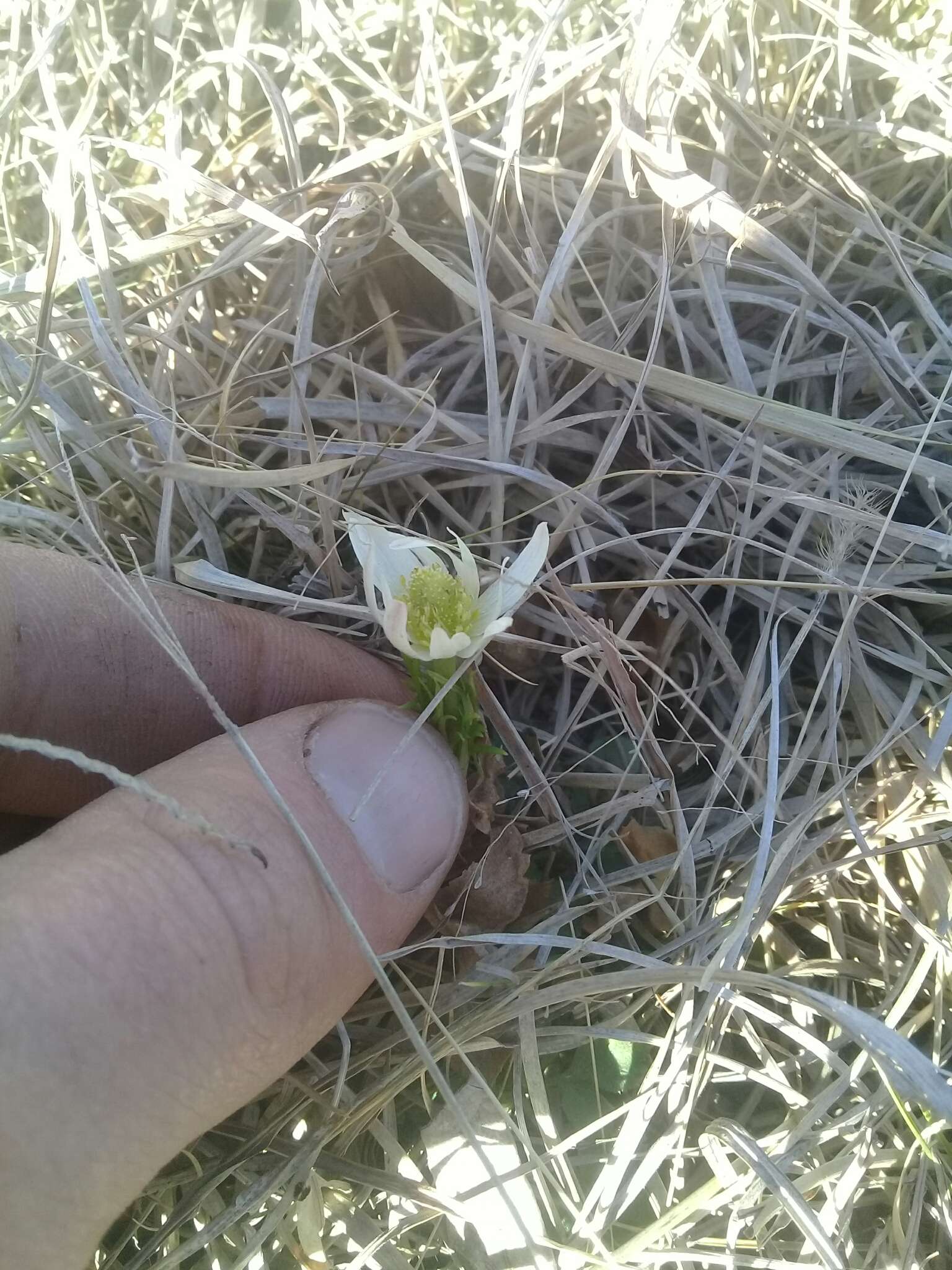 Imagem de Anemone decapetala Ard.