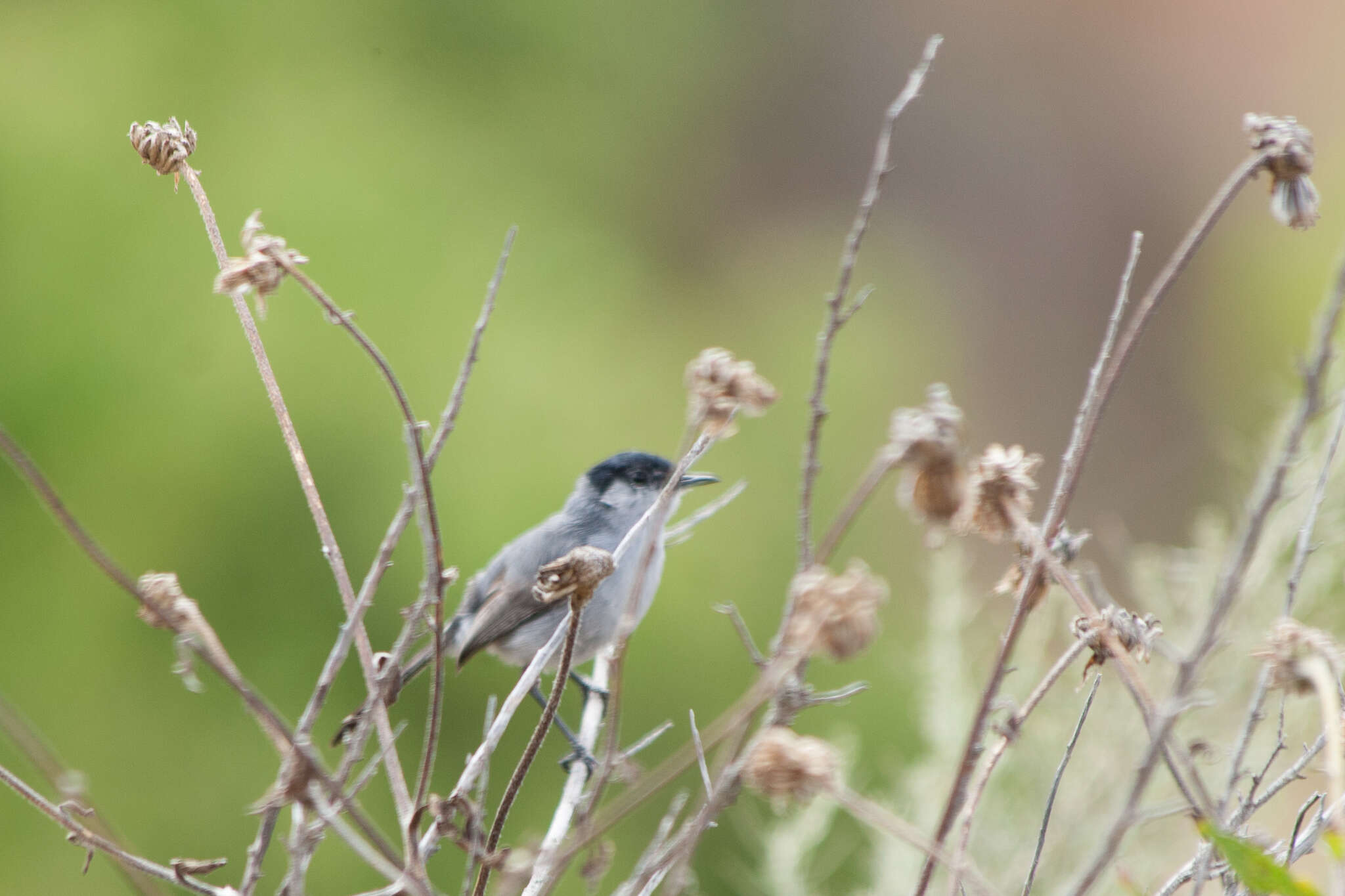 Image of California Gnatcatcher