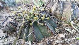 Слика од Euphorbia meloformis Aiton