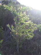 صورة Callistemon viminalis subsp. viminalis