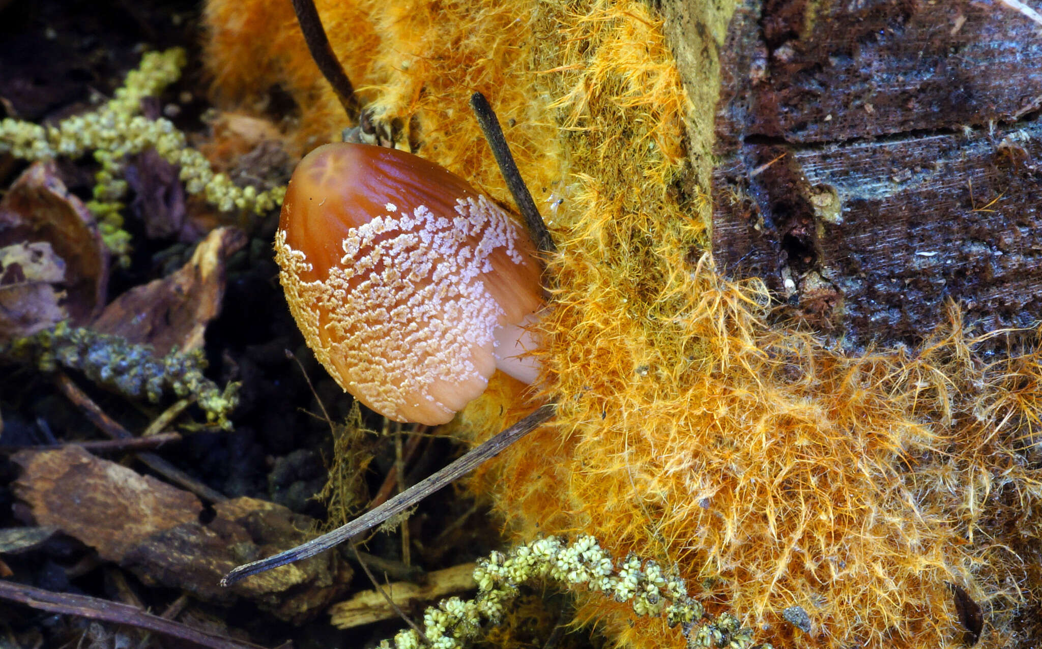 Coprinellus domesticus (Bolton) Vilgalys, Hopple & Jacq. Johnson 2001的圖片