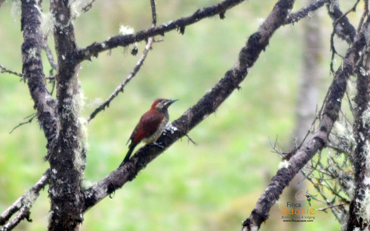 Image of Crimson-mantled Woodpecker