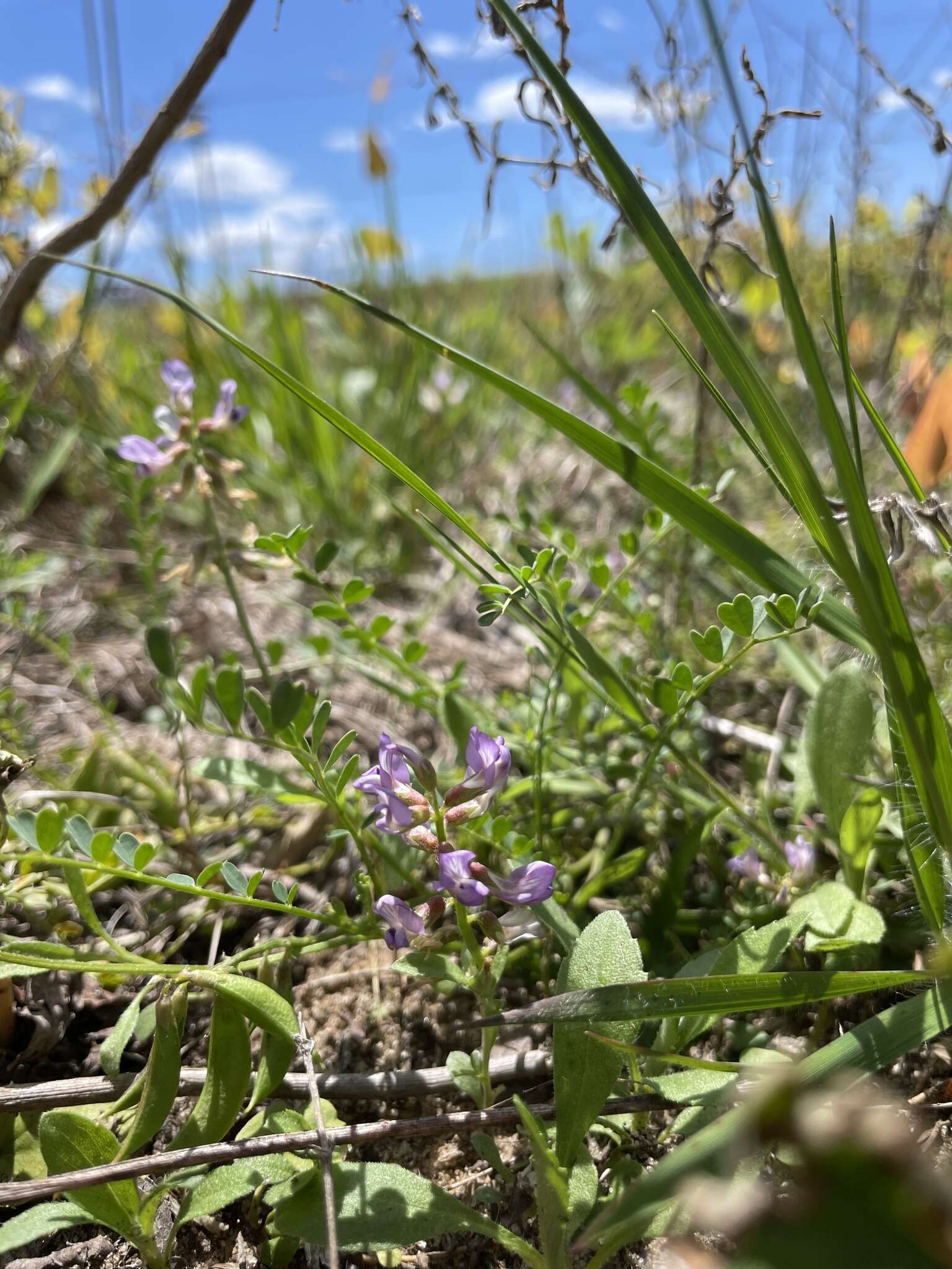 Sivun Astragalus obcordatus Ell. kuva