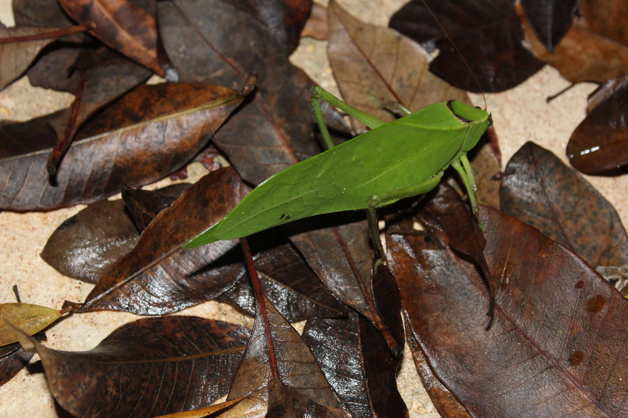 Sivun Stilpnochlora quadrata (Scudder & S. H. 1869) kuva