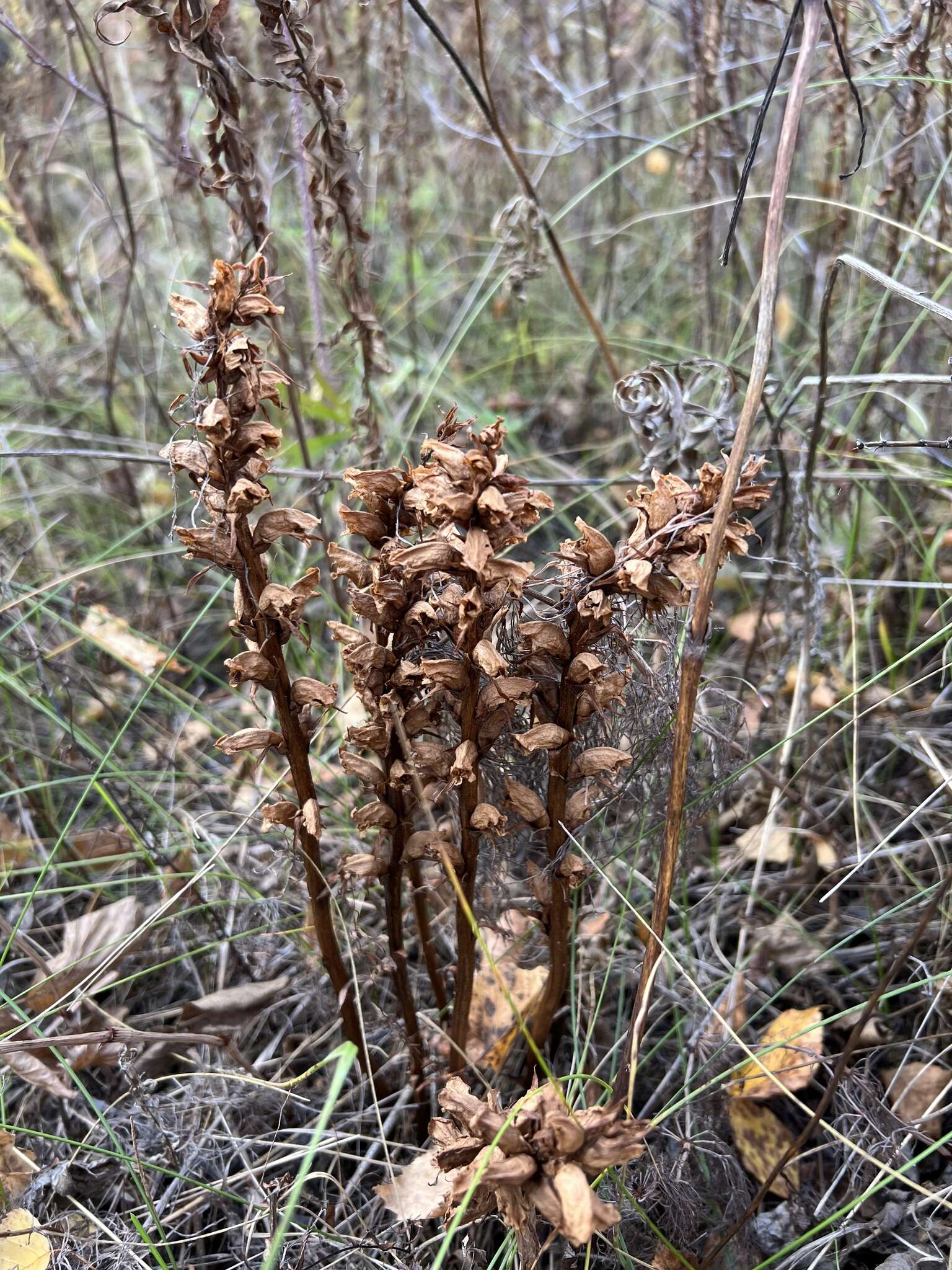 Image de <i>Orobanche krylowii</i> Beck