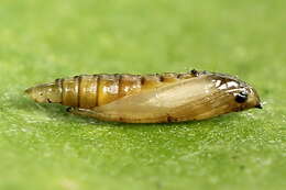 Image of Rowan Midget