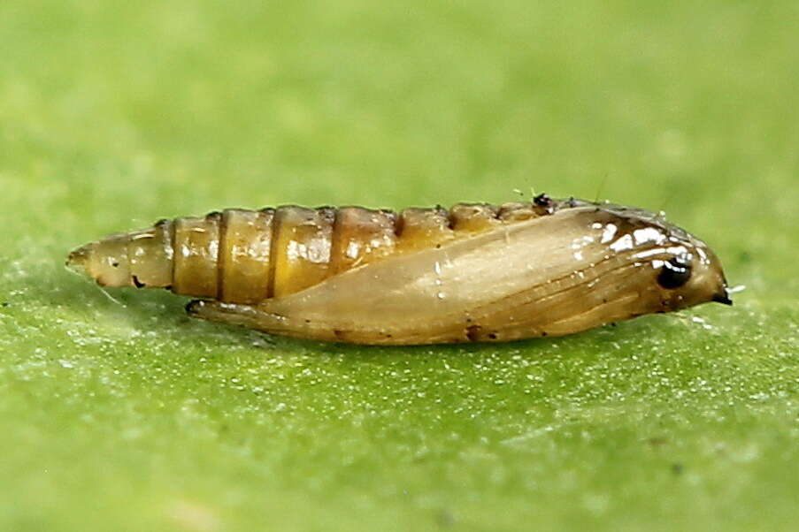 Image of Rowan Midget