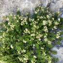 Image of Galium megalospermum All.