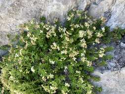 Plancia ëd Galium megalospermum All.