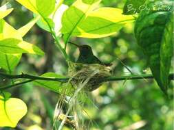 Imagem de Amazilia yucatanensis (Cabot & S 1845)