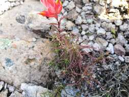 Image of Castilleja stenophylla M. E. Jones