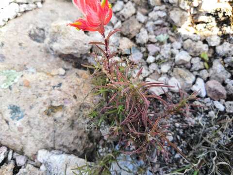 Image of Castilleja stenophylla M. E. Jones