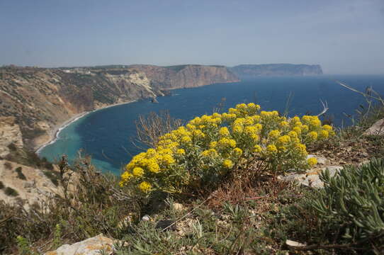 Image of Alyssum tortuosum Waldst. & Kit. ex Willd.