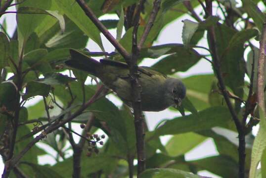 Image of Capped Conebill