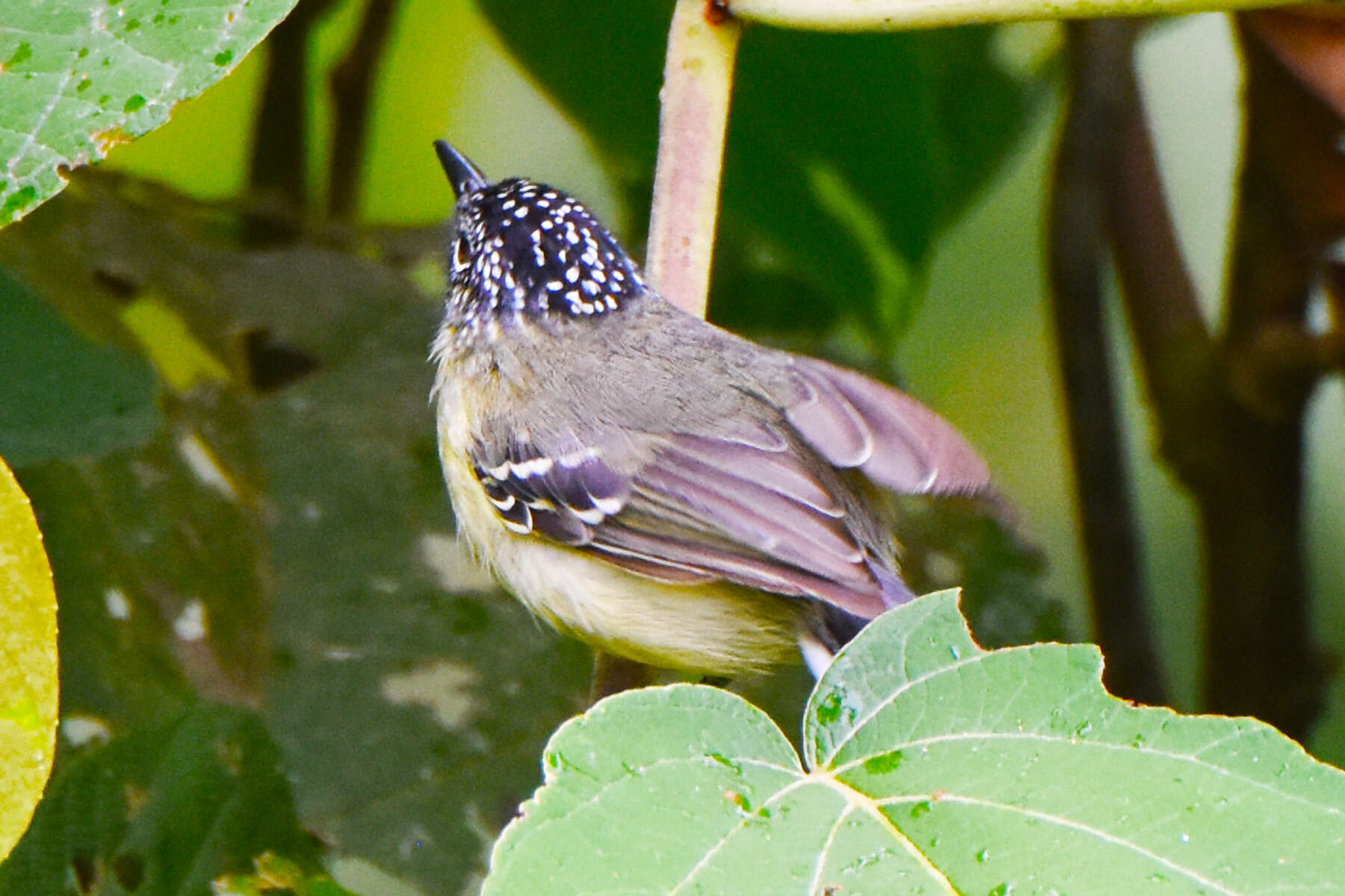 Image of Yellow-breasted Antwren