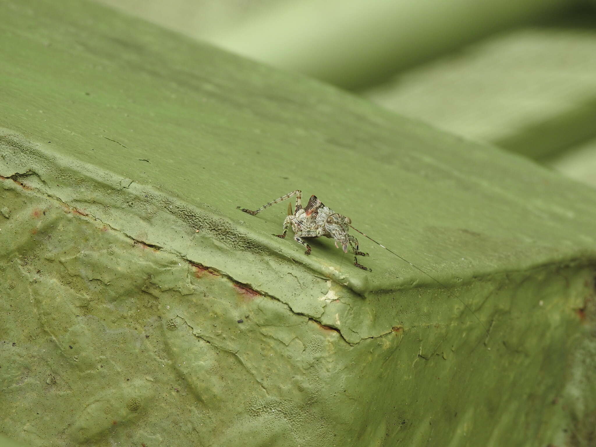 Image of Zulpha perlaria (Westwood 1848)