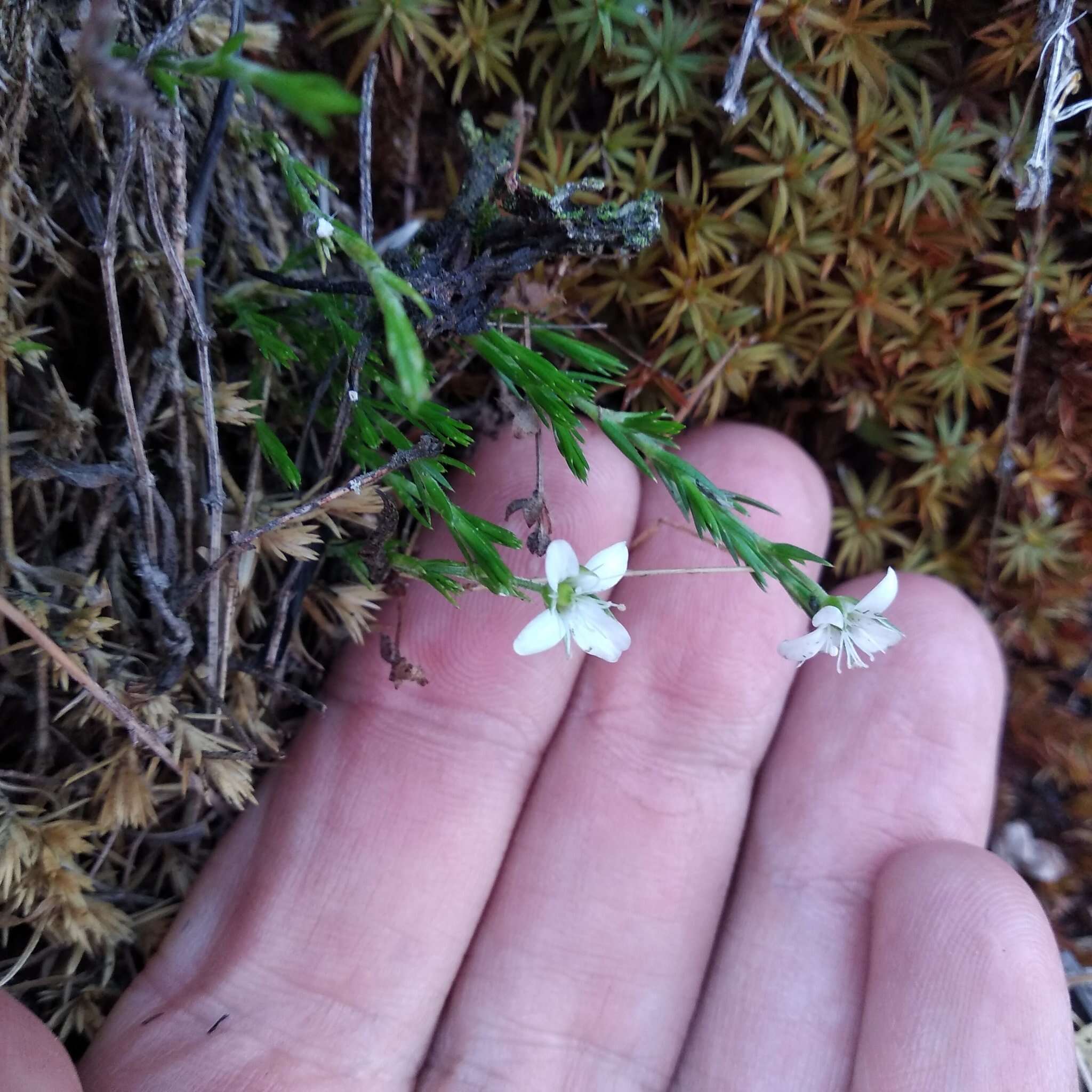 Image of Arenaria lycopodioides Willd. ex Schltdl.