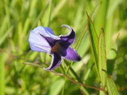 Imagem de Clematis socialis Kral