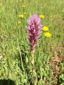 صورة Castillejinae