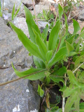 Image of Plantago amplexicaulis Cav.