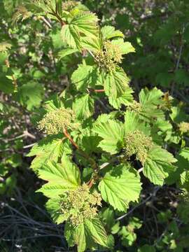 Image of Cranberry-tree