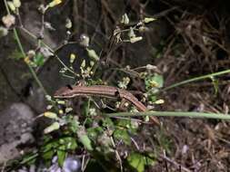 Image of Takydromus stejnegeri Van Denburgh 1912