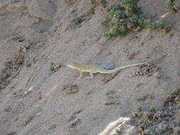 Image of Golden Fringe-fingered Lizard