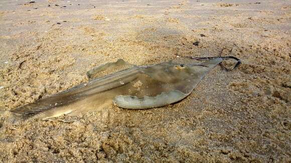 Image of Guitarfish