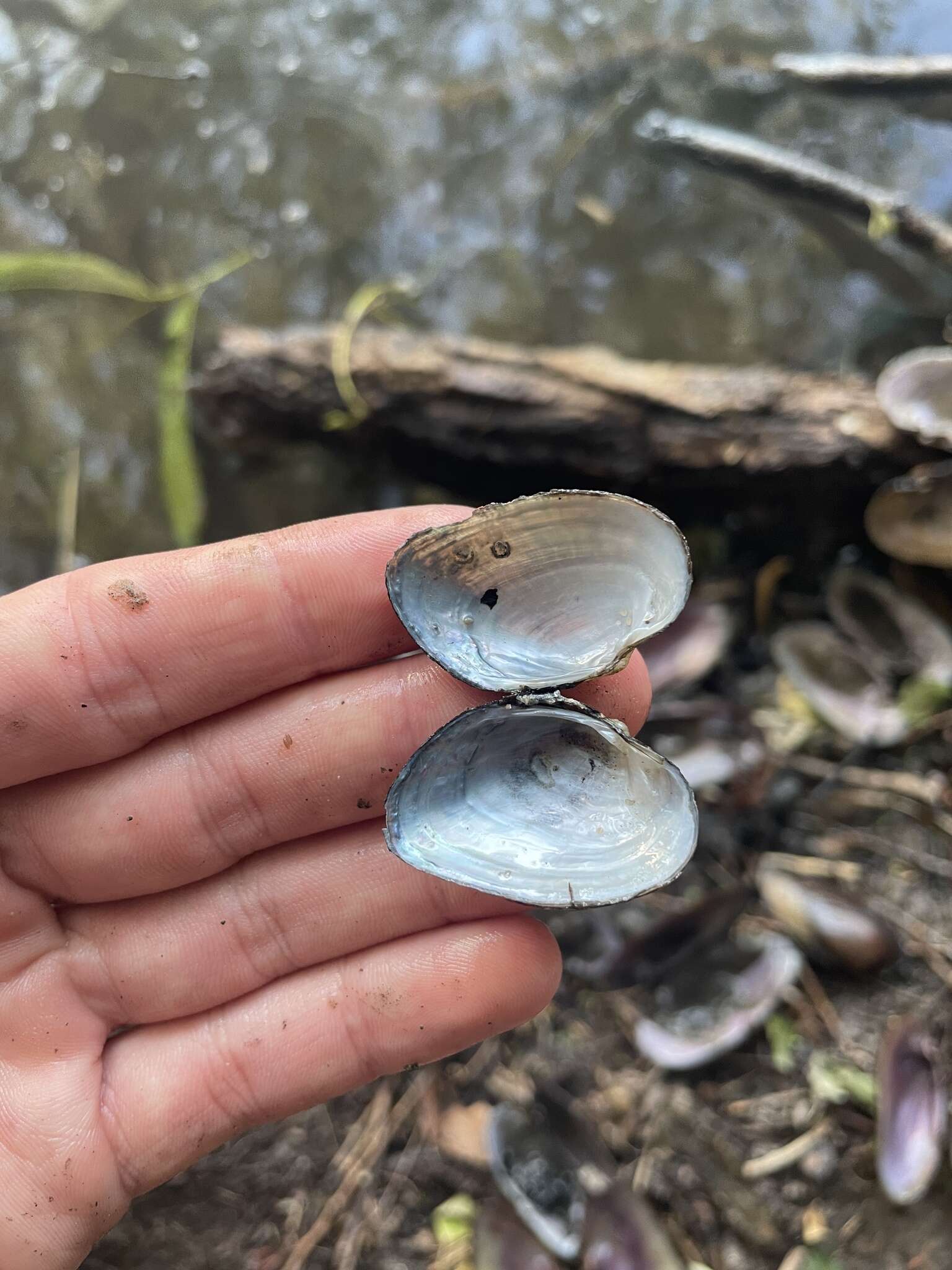 Alasmidonta viridis (Rafinesque 1820)的圖片